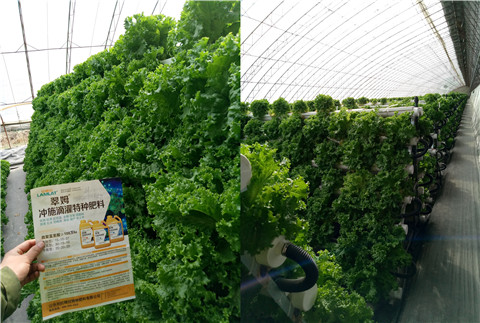 水溶肥，拉姆拉，翠姆