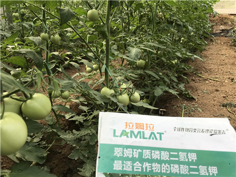 進(jìn)口水溶肥，拉姆拉，翠姆