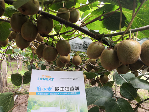 微生物菌劑，生根劑，伯示麥，拉姆拉