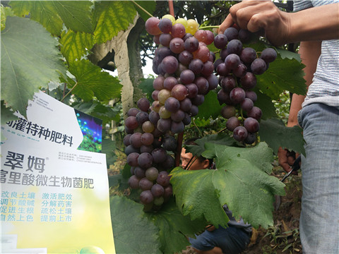 微生物菌劑，拉姆拉，翠姆