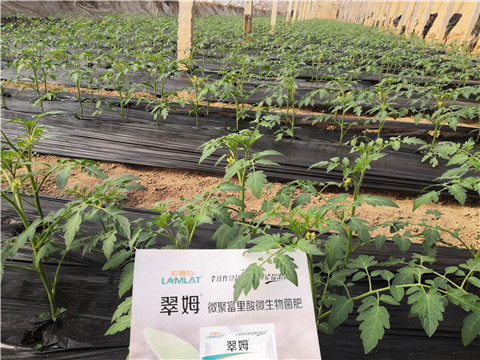 水溶肥，拉姆拉，翠姆