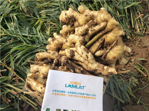 水溶肥，拉姆拉，翠姆