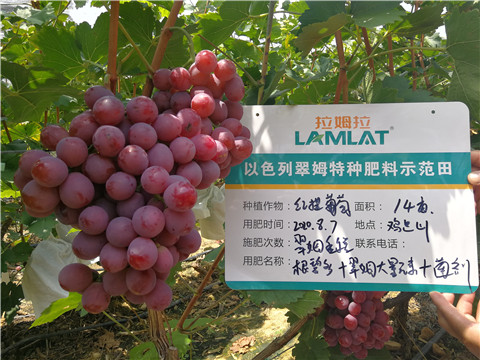 進(jìn)口水溶肥，拉姆拉，翠姆