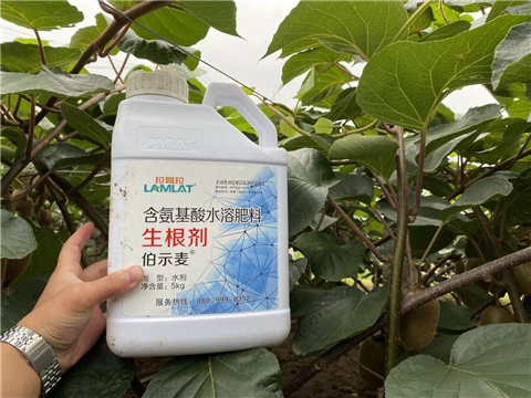 水溶肥，生根劑，微生物菌劑，伯示麥，拉姆拉