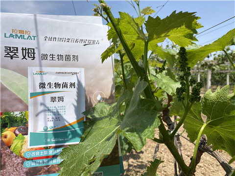 微生物菌劑，拉姆拉，翠姆