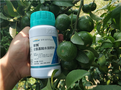 葉面肥，拉姆拉，翠姆