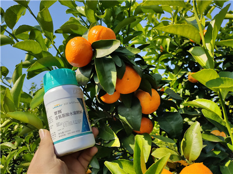 葉面肥，拉姆拉，翠姆