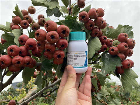 葉面肥，拉姆拉，翠姆