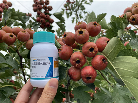 葉面肥，拉姆拉，翠姆