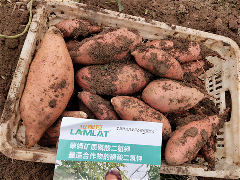 進(jìn)口水溶肥，拉姆拉，翠姆