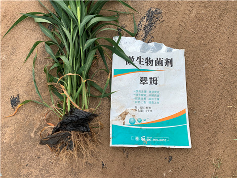 微生物菌劑，拉姆拉，翠姆