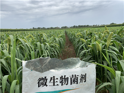 微生物菌劑，拉姆拉，翠姆