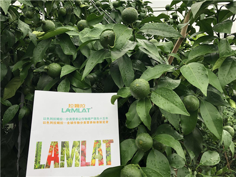 水溶肥，拉姆拉，翠姆