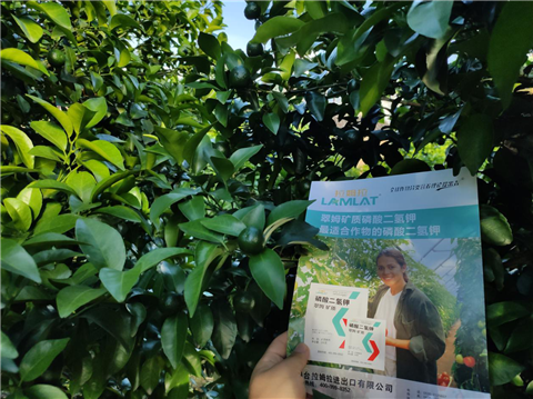 水溶肥，拉姆拉，翠姆