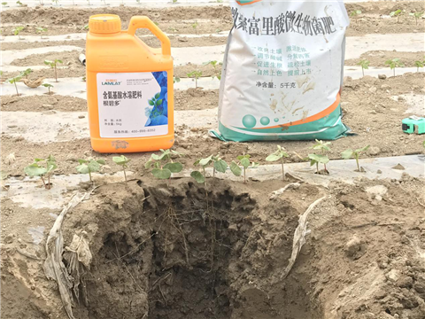 水溶肥，拉姆拉，翠姆