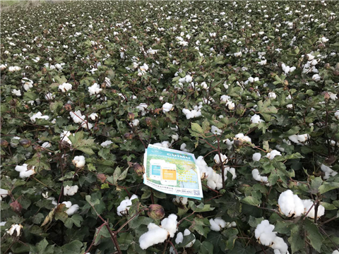 水溶肥，拉姆拉，翠姆