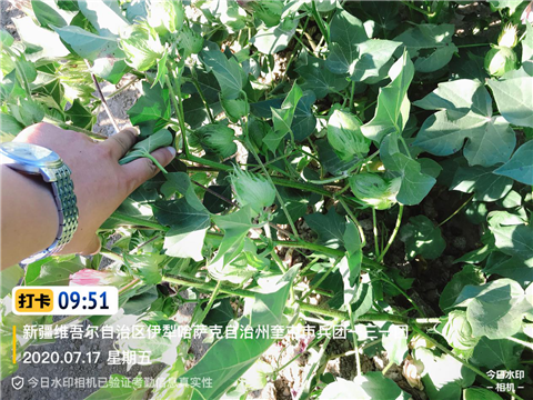 水溶肥，拉姆拉，翠姆