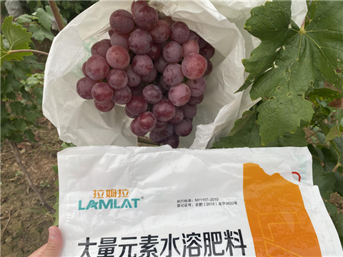 大量元素水溶肥，拉姆拉，翠姆