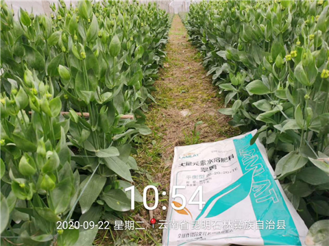 大量元素水溶肥，拉姆拉，翠姆