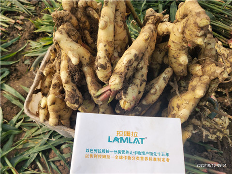 水溶肥，拉姆拉，翠姆