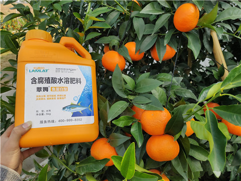 滴灌肥，拉姆拉，翠姆