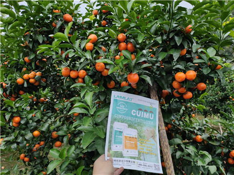 顆粒水溶肥，拉姆拉，翠姆