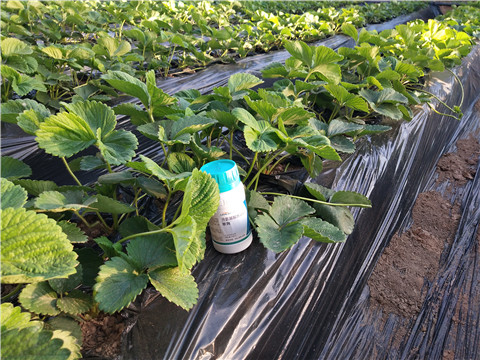 葉面肥，拉姆拉，翠姆