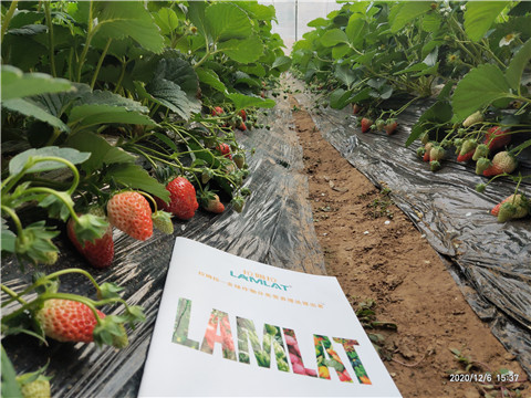 葉面肥，拉姆拉，翠姆