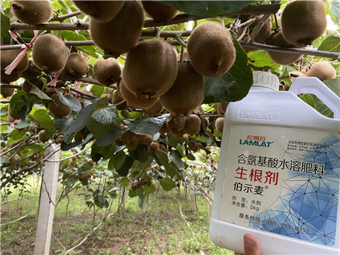 進(jìn)口水溶肥，拉姆拉，伯示麥