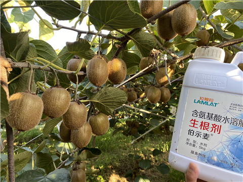 進(jìn)口水溶肥，拉姆拉，伯示麥