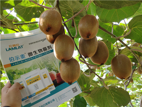 進(jìn)口水溶肥，拉姆拉，伯示麥