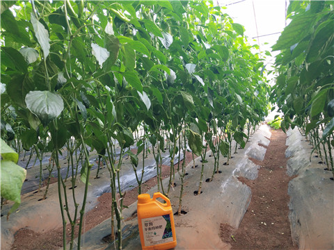 滴灌肥，拉姆拉，翠姆