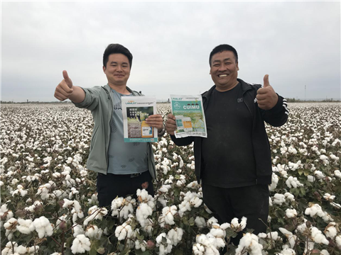棉花，水溶肥，拉姆拉，翠姆
