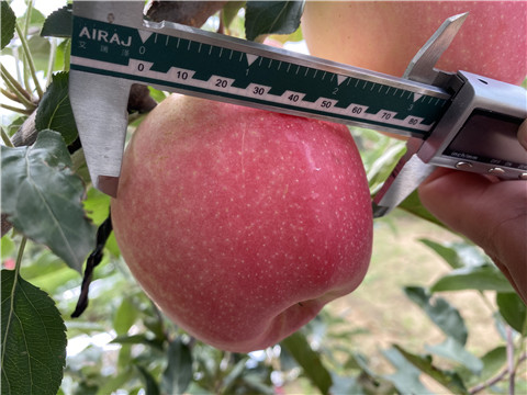 大量元素水溶肥，拉姆拉，翠姆