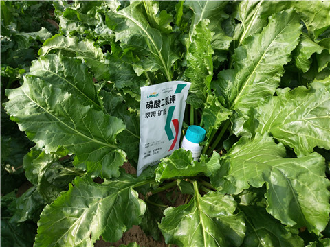 水溶肥，拉姆拉，翠姆