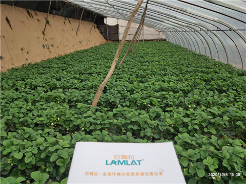 水溶肥，拉姆拉，翠姆