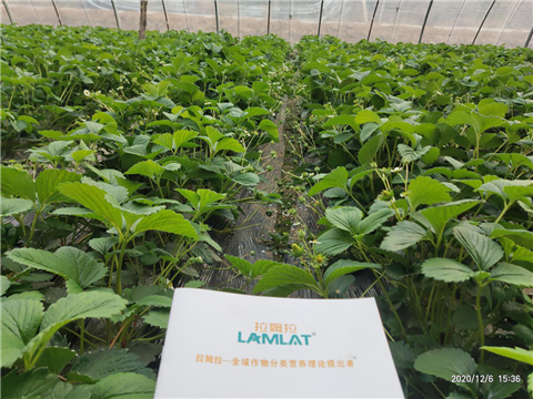 水溶肥，拉姆拉，翠姆