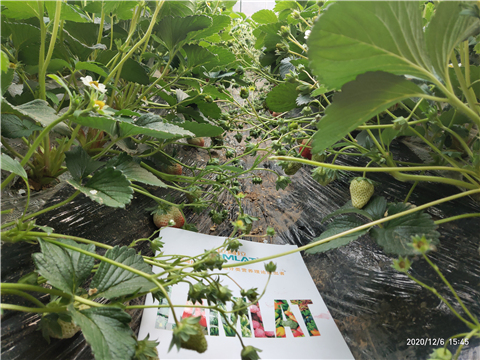 水溶肥，拉姆拉，翠姆