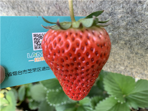 水溶肥，拉姆拉，翠姆