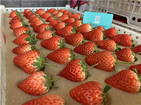 水溶肥，拉姆拉，翠姆