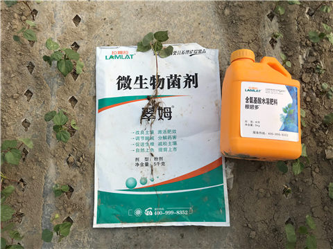 水溶肥，拉姆拉，翠姆