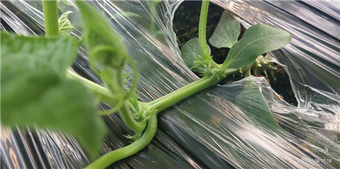 微生物菌劑，拉姆拉，翠姆