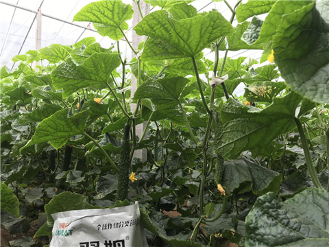 微生物菌劑，拉姆拉，翠姆