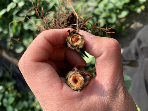 水溶肥，拉姆拉，翠姆