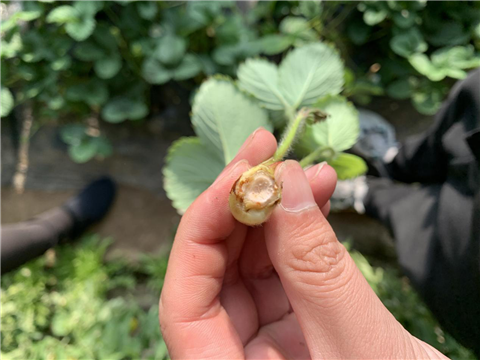 水溶肥，拉姆拉，翠姆