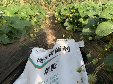 水溶肥，拉姆拉，翠姆