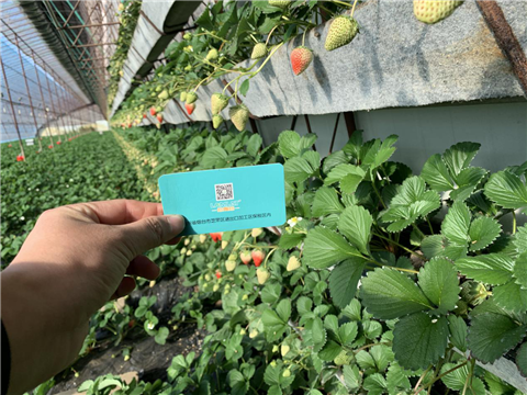 水溶肥，拉姆拉，翠姆