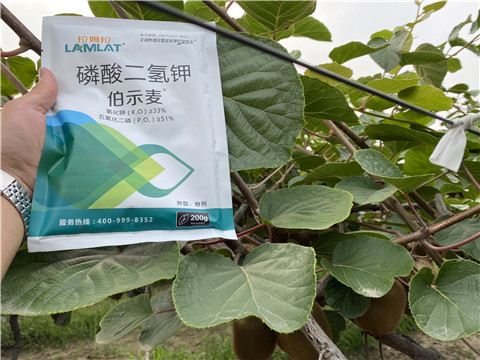 磷酸二氫鉀，拉姆拉，伯示麥