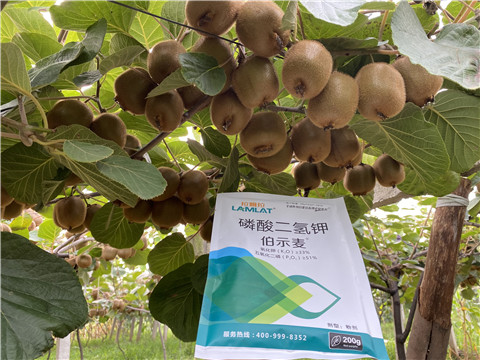 磷酸二氫鉀，拉姆拉，伯示麥