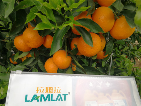 葉面肥，拉姆拉，翠姆